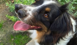 Chú chó 2 mũi gây chú ý trên cộng đồng mạng